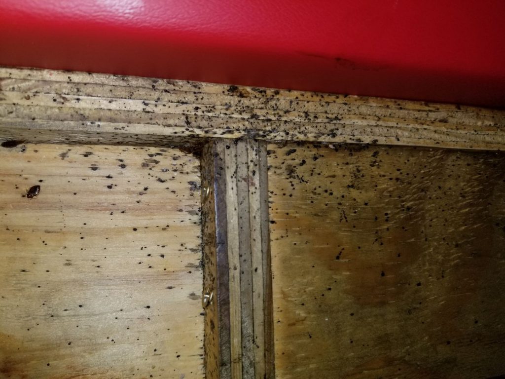 bed bugs in restaurant