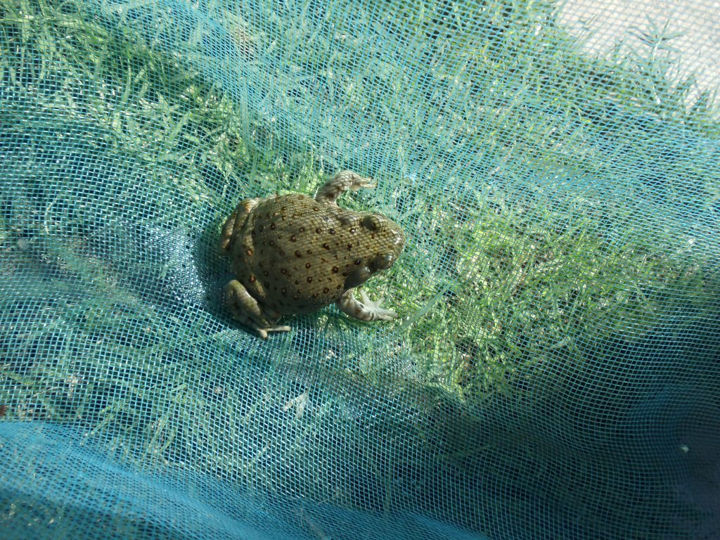 colorado river toad also known as sonoran desert toad