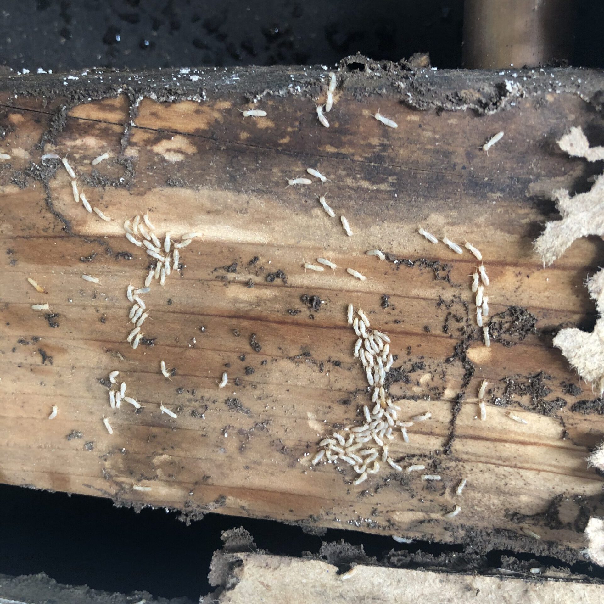 Termite Inspection - Desert Termites