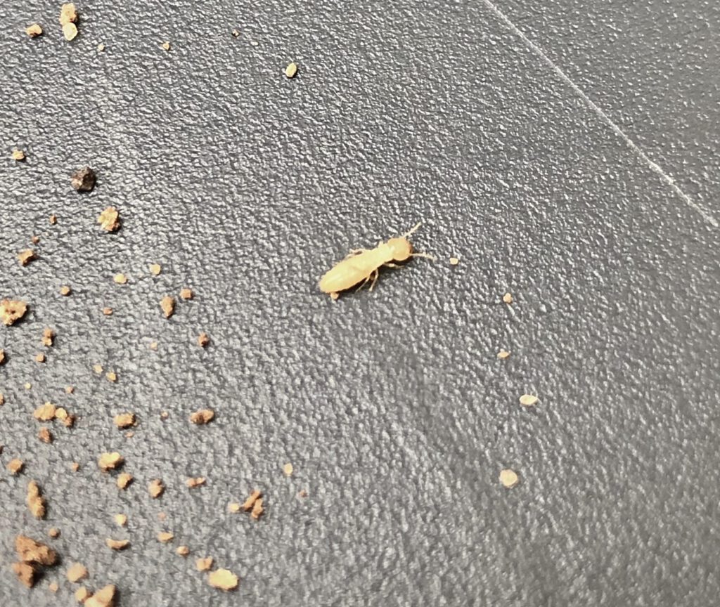 Shows one single termite