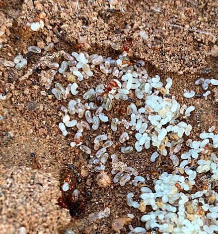 Ant colony and ant eggs
