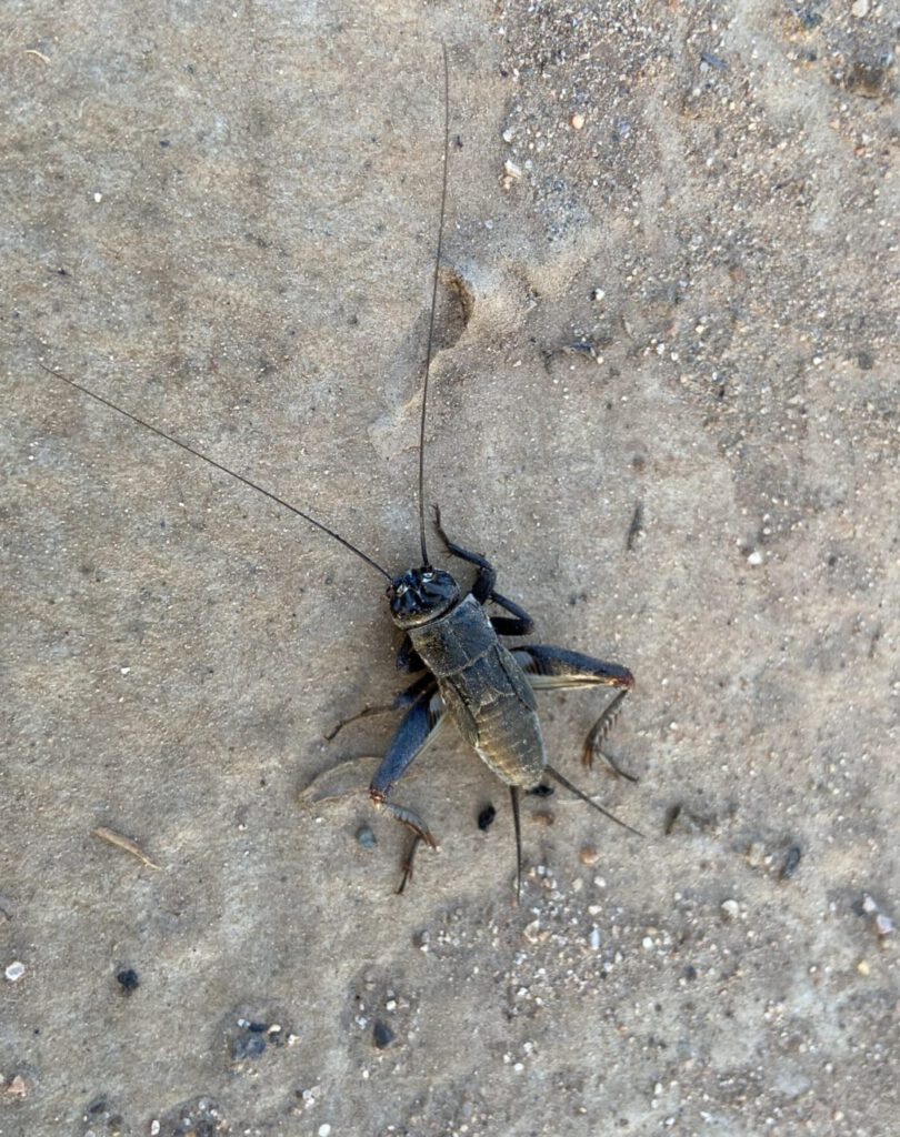 Crickets Desert Termites