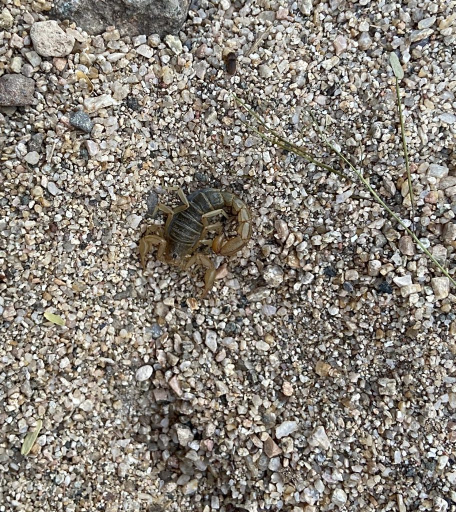 Arizona Bark Scorpion